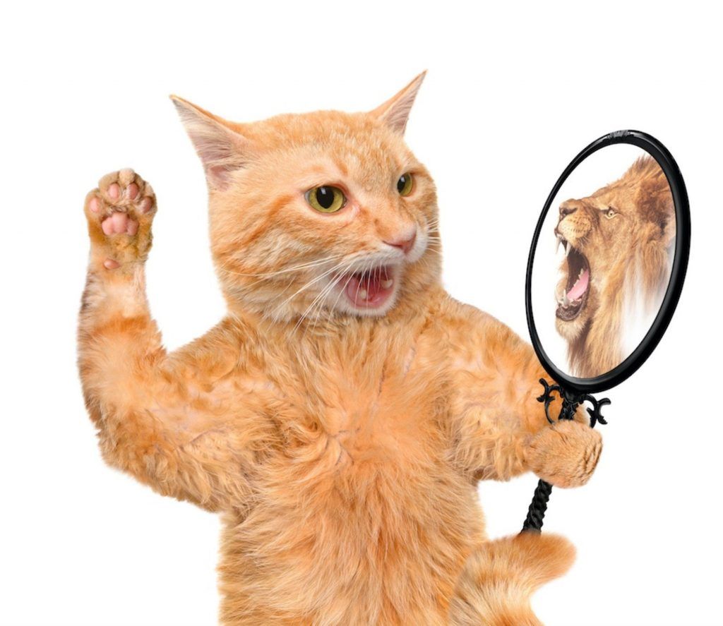 Un gato levanta un espejo que refleja la imagen de un león